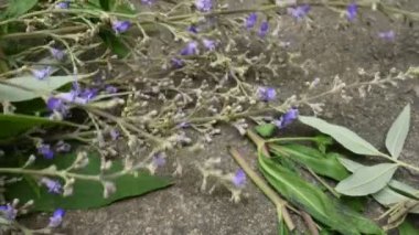 Vitex negundo çiçeği. Başka bir isim, Çin iffet ağacı, beş yapraklı iffet ağacı, at nalı viteksi, nisinda ve Nirgundi. Büyük bir çalı çırpısı. Bu bir Ayurvedic ilacı..