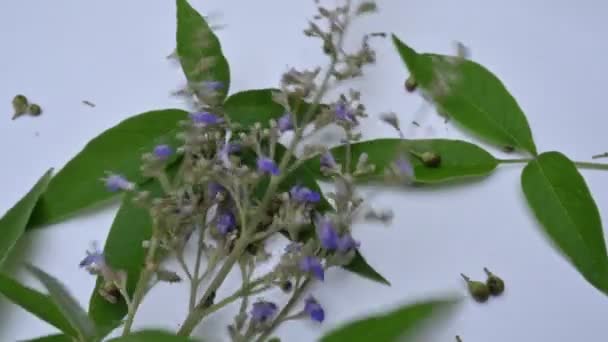 Vitex Negundo Цветок Растения Другое Имя Китайское Девственное Дерево Пятилистное — стоковое видео