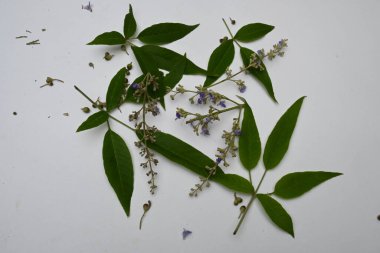 Vitex negundo çiçeği. Başka bir isim, Çin iffet ağacı, beş yapraklı iffet ağacı, at nalı viteksi, nisinda ve Nirgundi. Büyük bir çalı çırpısı. Bu bir Ayurvedic ilacı..