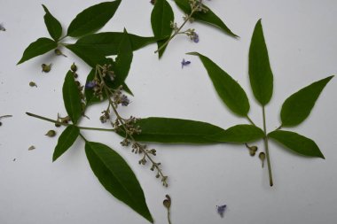 Vitex negundo çiçeği. Başka bir isim, Çin iffet ağacı, beş yapraklı iffet ağacı, at nalı viteksi, nisinda ve Nirgundi. Büyük bir çalı çırpısı. Bu bir Ayurvedic ilacı..