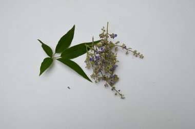 Vitex negundo çiçeği. Başka bir isim, Çin iffet ağacı, beş yapraklı iffet ağacı, at nalı viteksi, nisinda ve Nirgundi. Büyük bir çalı çırpısı. Bu bir Ayurvedic ilacı..