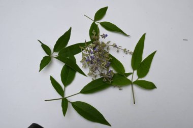 Hindistan 'da yağmur mevsiminde termit tepesinde mantar yetişir. Mantarlar, mantarlarda yaygın olarak kullanılırlar. Bu birçok vitaminin kaynağıdır. Vahşi Mantar.