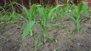 Mısır Mısır Tarımı Doğa Alanı. Yeşil mısır tarlası, tarım ekini. Mısır tarlası. Mısır aynı zamanda mısır olarak da bilinir. Mısır Tarlası Kırsal Çiftliği. Yeşil Mısır Mısır Mısır Bitkileri.