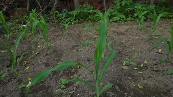 Сельское Хозяйство Кукурузы Зеленое Кукурузное Поле Сельскохозяйственные Культуры Кукурузные Плантации — стоковое видео