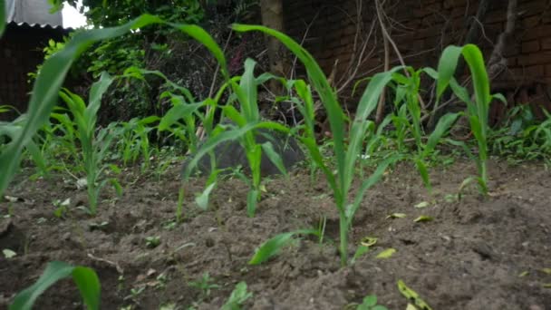 Obilné Pole Zemědělství Kukuřice Zelené Kukuřičné Pole Zemědělská Plodina Plantáž — Stock video