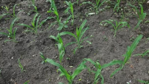 Сельское Хозяйство Кукурузы Зеленое Кукурузное Поле Сельскохозяйственные Культуры Кукурузные Плантации — стоковое видео