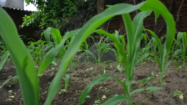 自然田 绿色的玉米地 农作物 玉米种植园 玉米也被称为玉米 玉米田农村农场 青玉米及玉米植物 — 图库视频影像