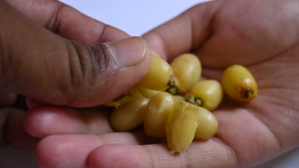 Φρούτα Azadirachta Indica Είναι Άλλα Ονόματα Neem Nimtreeorindian Lilac Καρποί — Αρχείο Βίντεο