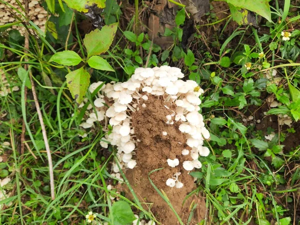Cogumelo Cresce Colina Térmita Durante Estação Chuvosa Índia Cogumelos São — Fotografia de Stock