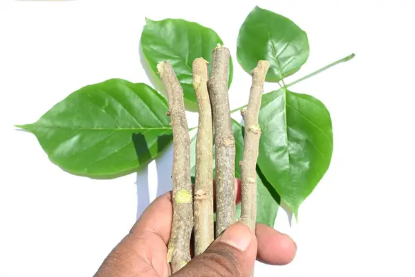 Millettia pinnata stick with green leaves. This is used to clean teeth. In India, teeth are cleaned with a similar wooden stick. Pongamiapinnata stick. Natural toothbrush.