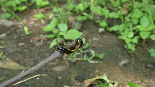 Millipede Regenseizoen Grote Zwarte Millipedes Het Een Spiraalinsect Het Heeft — Stockvideo