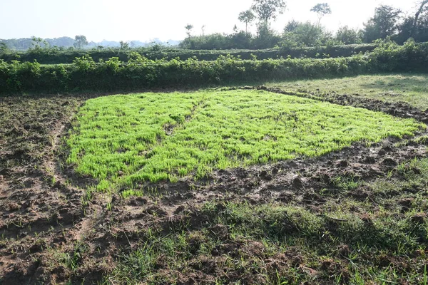 フィールドの保育園 モンスーンの前に畑で米の保育園を育てます 農業分野のパディシードリング インドの米農業 米の種子 — ストック写真