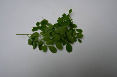 Moringa oleifera beyaz arka planda kalır. Moringaceae ailesinin hızla büyüyen, kuraklığa dayanıklı bir ağacı. Diğer adları: davul budu ağacı, yabanturpu ağacı, Ben yağı ve benzinyağı..