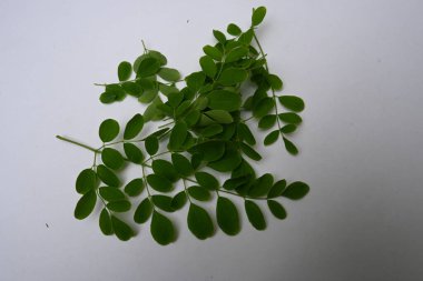 Moringa oleifera beyaz arka planda kalır. Moringaceae ailesinin hızla büyüyen, kuraklığa dayanıklı bir ağacı. Diğer adları: davul budu ağacı, yabanturpu ağacı, Ben yağı ve benzinyağı..