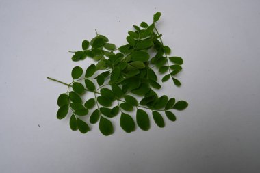 Moringa oleifera beyaz arka planda kalır. Moringaceae ailesinin hızla büyüyen, kuraklığa dayanıklı bir ağacı. Diğer adları: davul budu ağacı, yabanturpu ağacı, Ben yağı ve benzinyağı..