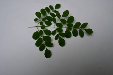 Moringa oleifera beyaz arka planda kalır. Moringaceae ailesinin hızla büyüyen, kuraklığa dayanıklı bir ağacı. Diğer adları: davul budu ağacı, yabanturpu ağacı, Ben yağı ve benzinyağı..