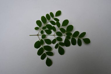 Moringa oleifera beyaz arka planda kalır. Moringaceae ailesinin hızla büyüyen, kuraklığa dayanıklı bir ağacı. Diğer adları: davul budu ağacı, yabanturpu ağacı, Ben yağı ve benzinyağı..