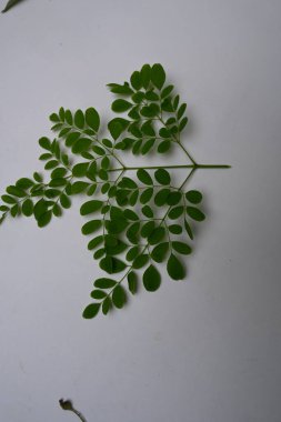 Moringa oleifera beyaz arka planda kalır. Moringaceae ailesinin hızla büyüyen, kuraklığa dayanıklı bir ağacı. Diğer adları: davul budu ağacı, yabanturpu ağacı, Ben yağı ve benzinyağı..