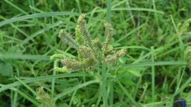 Eleusine coracana veya parmak darı bitkileri. Hindistan 'da Ragi ve Madua ve Nepal' de Kodo olarak adlandırılır. Yıllık otçul bitkidir. Afrika ve Asya 'da yaygın olarak mısır gevreği olarak yetişir..