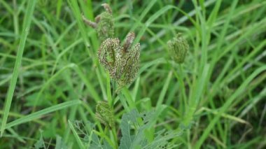 Eleusine coracana veya parmak darı bitkileri. Hindistan 'da Ragi ve Madua ve Nepal' de Kodo olarak adlandırılır. Yıllık otçul bitkidir. Afrika ve Asya 'da yaygın olarak mısır gevreği olarak yetişir..