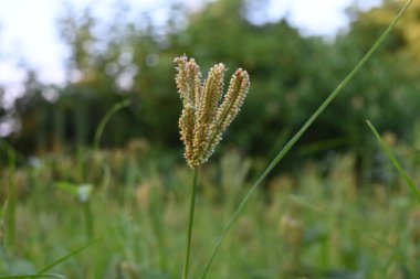 Eleusine coracana veya parmak darı bitkileri. Hindistan 'da Ragi ve Madua ve Nepal' de Kodo olarak adlandırılır. Yıllık otçul bitkidir. Afrika ve Asya 'da yaygın olarak mısır gevreği olarak yetişir..