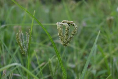 Eleusine coracana veya parmak darı bitkileri. Hindistan 'da Ragi ve Madua ve Nepal' de Kodo olarak adlandırılır. Yıllık otçul bitkidir. Afrika ve Asya 'da yaygın olarak mısır gevreği olarak yetişir..