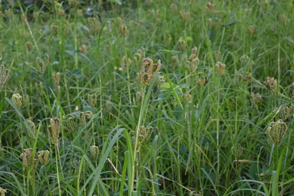 Eleusine Coracana Finger Millet Plants Called Ragi Madua India Kodo — Stock Photo, Image