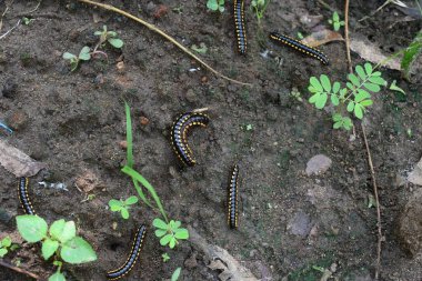 Yağmur mevsiminde kırkayak. Büyük siyah kırkayaklar. Bu bir spiral böcek. Bir sürü bacağı var. Bunlar bilimsel olarak Diplopoda olarak bilinirler. Yağmurlu böcekler.. 