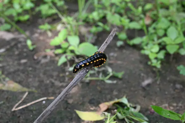 Milipede Temporada Lluvias Big Black Millipedes Insecto Espiral Tiene Muchas — Foto de Stock