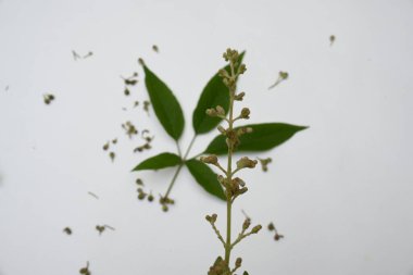 Vitex negundo meyveleri. Diğer adı da Çin iffet ağacı, beş yapraklı iffet, at nalı viteksi, nisinda ve Nirgundi. Büyük bir çalı çırpısı. Bu bir Ayurvedic ilacı..