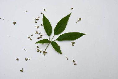 Vitex negundo meyveleri. Diğer adı da Çin iffet ağacı, beş yapraklı iffet, at nalı viteksi, nisinda ve Nirgundi. Büyük bir çalı çırpısı. Bu bir Ayurvedic ilacı..