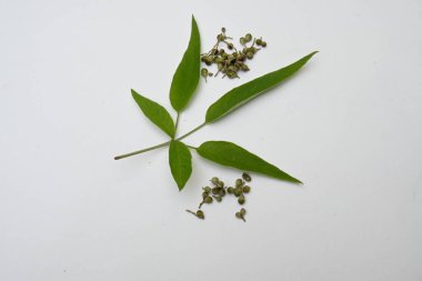 Vitex negundo meyveleri. Diğer adı da Çin iffet ağacı, beş yapraklı iffet, at nalı viteksi, nisinda ve Nirgundi. Büyük bir çalı çırpısı. Bu bir Ayurvedic ilacı..