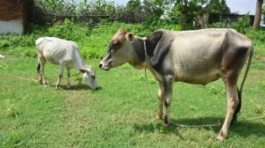 Buzağı yeşil alanda otluyor. Tarladaki kızılderili yavrusu. Şirin bebek inek. Hindistan 'ın popüler bir hayvanı ve evcil hayvanıdır. Hintli inekler.
