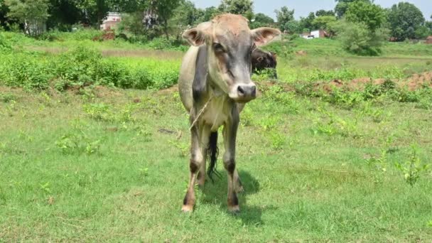 Cielę Wypasa Się Zielonym Polu Indiańskie Cielę Terenie Słodka Krowa — Wideo stockowe