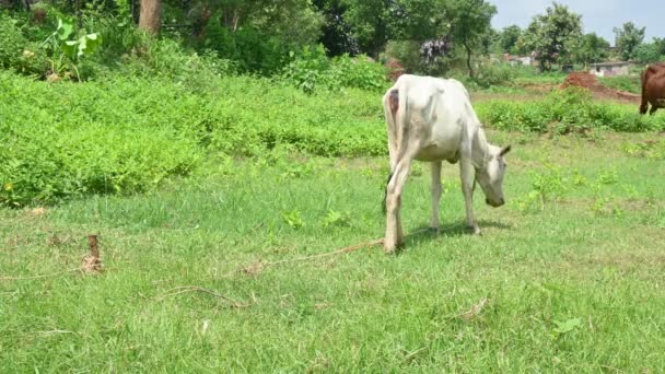 Bezerro Está Pastando Campo Verde Bezerro Indiano Campo Bela Vaca — Vídeo de Stock