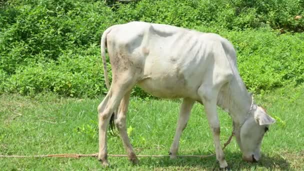 Cielę Wypasa Się Zielonym Polu Indiańskie Cielę Terenie Słodka Krowa — Wideo stockowe