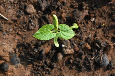 Sadece filizlenmiş fasulye. Fasulyeler sebze bahçesinde yetişir. Küçük fasulye filizli toprak. Küçük fasulye bitkisi.. 