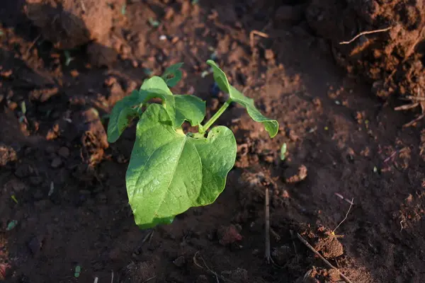 Just germinated bean plants. Beans plant grow in the vegetable garden. The soil with a small bean sprouts. Small plant of beans.