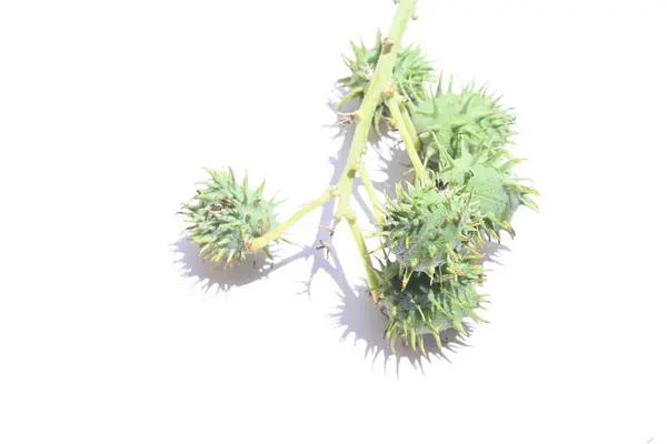 Hint Yağı Bitkisi Meyvesi Ricinus Communis Castor Fasülyesi Veya Palma — Stok fotoğraf