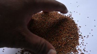 Eleusine coracana veya parmak darı. Hindistan 'da Ragi ve Madua ve Nepal' de Kodo olarak adlandırılır. Yıllık otçul bitkidir. Afrika ve Asya 'da yaygın olarak mısır gevreği olarak yetişir..