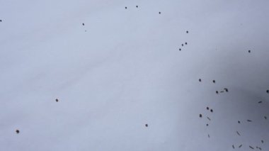 Eleusine coracana veya parmak darı. Hindistan 'da Ragi ve Madua ve Nepal' de Kodo olarak adlandırılır. Yıllık otçul bitkidir. Afrika ve Asya 'da yaygın olarak mısır gevreği olarak yetişir..