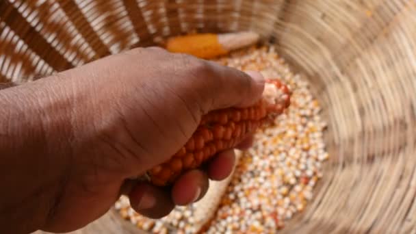 Kukoricamag Kukoricamag Szétválasztása Kukorica Sárga Magjának Eltávolítása Kukoricacsutkából Kukorica Kukorica — Stock videók