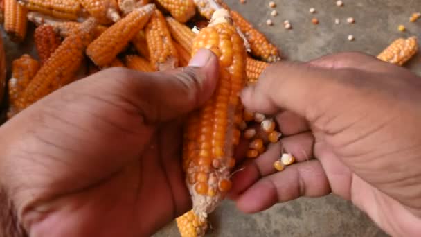 Maïszaden Scheiden Van Maïskolven Het Verwijderen Van Gele Korrels Maïs — Stockvideo