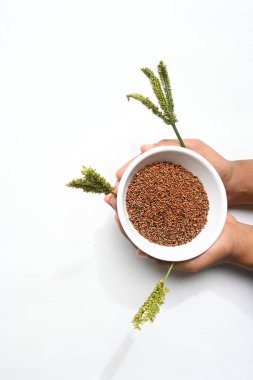 Eleusine coracana veya parmak darı. Hindistan 'da Ragi ve Madua ve Nepal' de Kodo olarak adlandırılır. Yıllık otçul bitkidir. Afrika ve Asya 'da yaygın olarak mısır gevreği olarak yetişir..