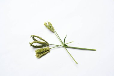 Eleusine coracana veya parmak darı. Hindistan 'da Ragi ve Madua ve Nepal' de Kodo olarak adlandırılır. Yıllık otçul bitkidir. Afrika ve Asya 'da yaygın olarak mısır gevreği olarak yetişir..