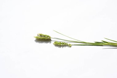 Eleusine coracana veya parmak darı. Hindistan 'da Ragi ve Madua ve Nepal' de Kodo olarak adlandırılır. Yıllık otçul bitkidir. Afrika ve Asya 'da yaygın olarak mısır gevreği olarak yetişir..