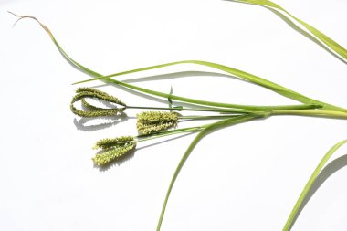 Eleusine coracana veya parmak darı. Hindistan 'da Ragi ve Madua ve Nepal' de Kodo olarak adlandırılır. Yıllık otçul bitkidir. Afrika ve Asya 'da yaygın olarak mısır gevreği olarak yetişir..