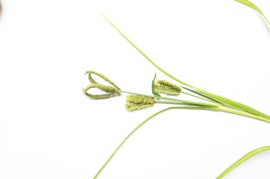 Eleusine coracana veya parmak darı. Hindistan 'da Ragi ve Madua ve Nepal' de Kodo olarak adlandırılır. Yıllık otçul bitkidir. Afrika ve Asya 'da yaygın olarak mısır gevreği olarak yetişir..