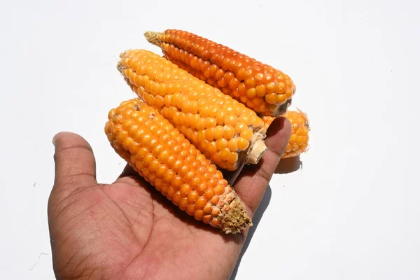 Corn cobs. Ear of corn isolated on white background. Corn Maize is a popular food of all over world. This is a complete food for humans.