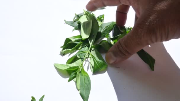 Roślina Andrographis Paniculata Jego Inna Nazwa Creatorgreen Chireta Jest Tradycyjnie — Wideo stockowe